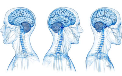 La Chiropratica a Torino parla il linguaggio del cervello